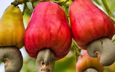 Valorisation des productions nationales